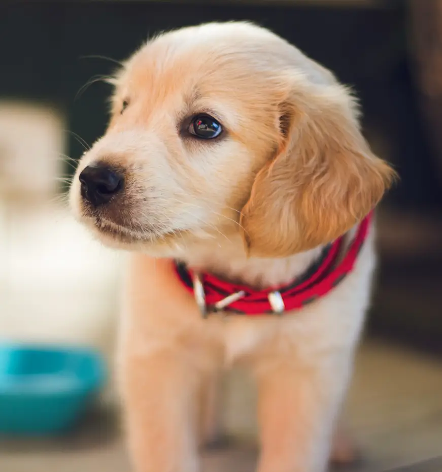 small dog sitting West London